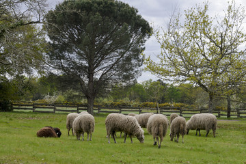 Fototapeta premium Mouton, brebis, race Landaise
