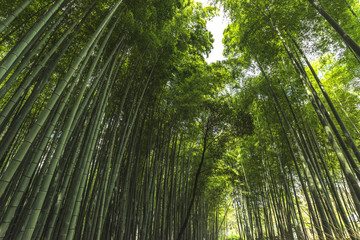 Sagano, Bamboo forest