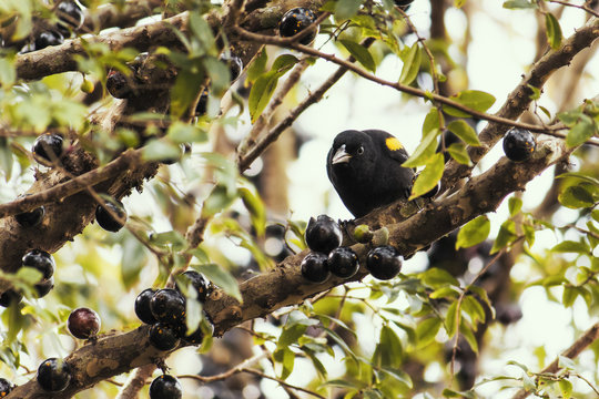 Sargento sitting on a branch to eat