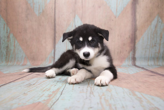 Huskimo on pattern background