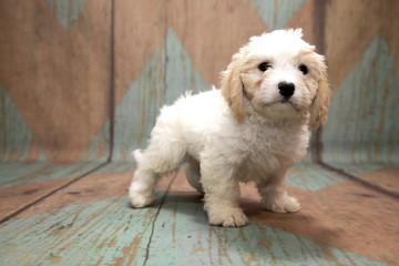 Cavachon on pattern background