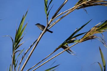 Wild bird black cap (sylvia atricapilla) perched on a tree branch against clear blue skies in Porto Santo Island, Portugal