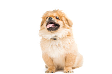 Pekinese isolated