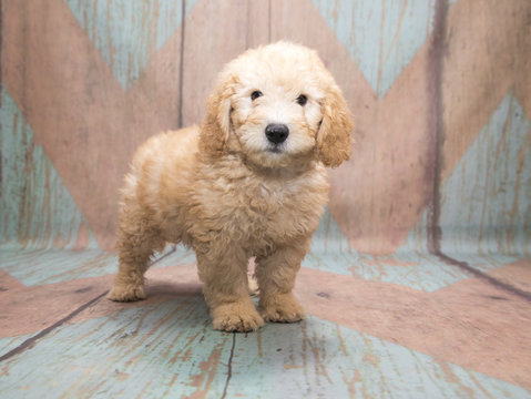 Miniature Poodle on a pattern bakground