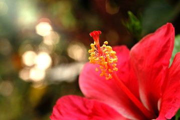 red hibiscus flower