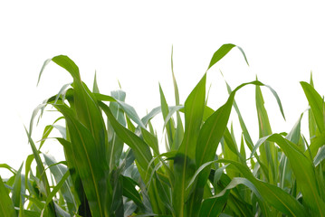 corn fields on white background