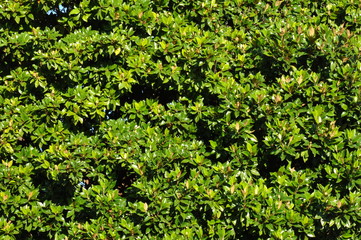 Fototapeta na wymiar Green bush background