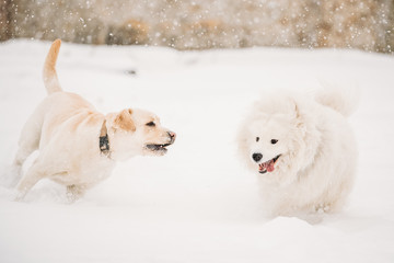 Two Funny Dogs - Labrador Dog And Samoyed Playing And Running Outdoor In Snow, Winter Season.