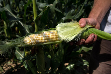 Farmer in a cornfield holding a ripe ear of corn