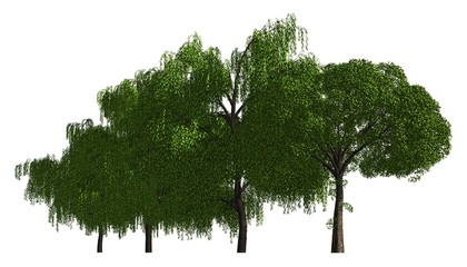 Group of trees isolated on white 3d illustration