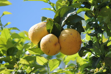 lemon tree growing fruit