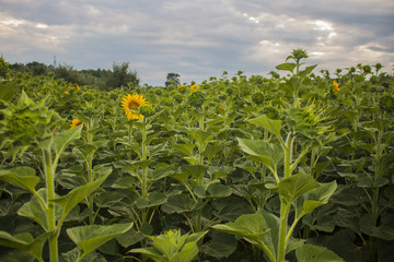 Young sunflowers