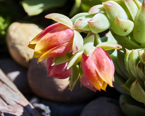 flowering succulent