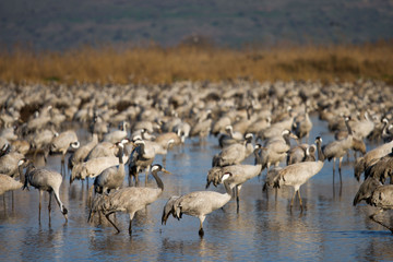 Birds flocking in wild israel