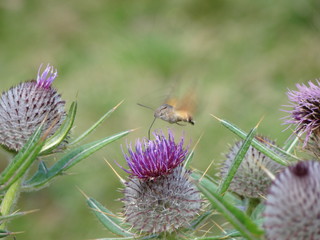 Papillon chardon