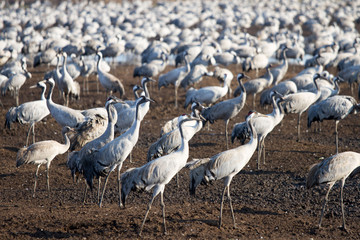 flocking at agmon-hula in Israel