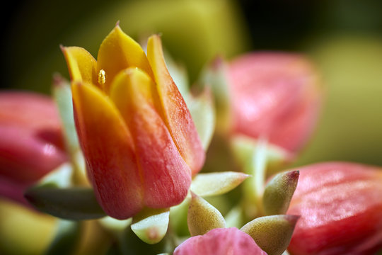 red & yellow tulip-shaped succulent flower