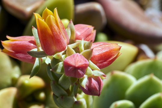 red & yellow tulip-shaped succulent flowers