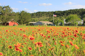 Texas Indian Blanket Flowers American Flag