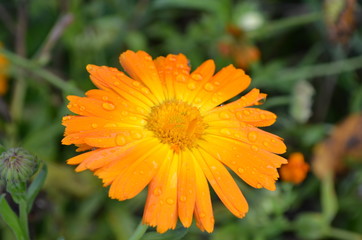marigold