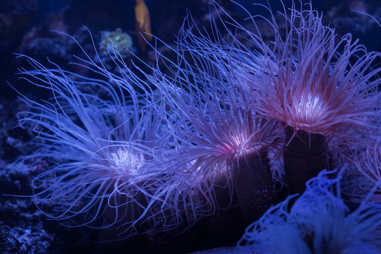 Beautiful corals under water