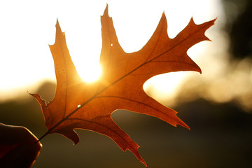 Fototapeta premium Herbststimmung