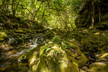 Tropical forest path stream