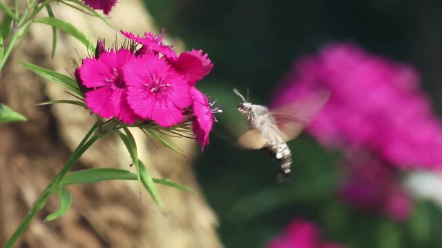 Hovering Hawk-Moth Close Up