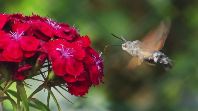 Hovering Hawk-Moth Close Up