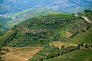 Fototapeta na wymiar Douro Valley, Portugal. Top view of the vineyards are on a hills.