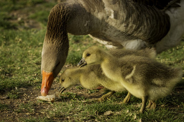 Goslings with Mom