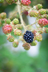 Blackberry plant with fruits