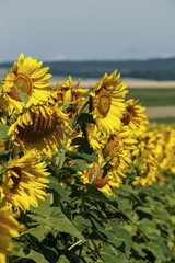 Young Field of Sunflowers