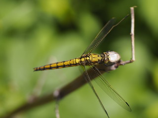 Dragonfly (might be 