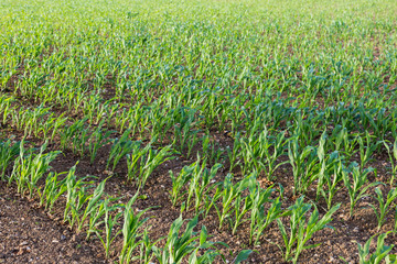Rows of Crops Growing