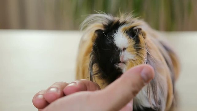 Red long hair guinea pig enjoying scratch hair / Red long hair guinea pig enjoying scratch hair indoors