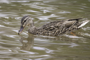 Duck in Water