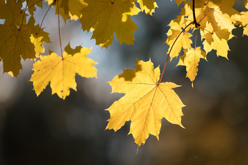 Close up of yellow maple leaves lit by the sun