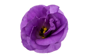 Naklejka premium eustoma flower