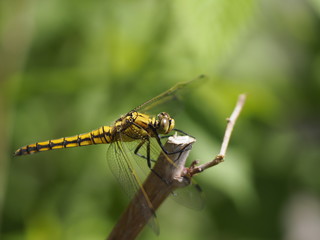 Dragonfly (might be 