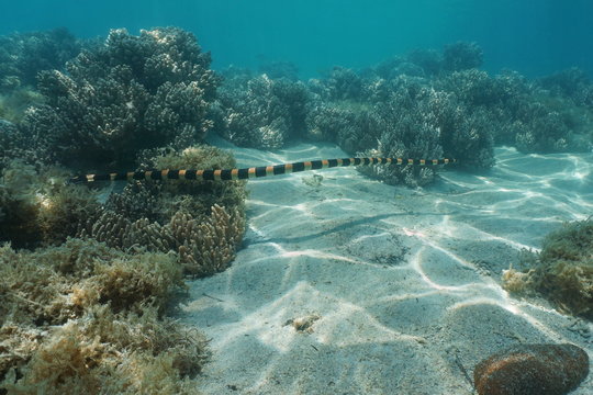 Sea snake underwater, banded sea krait, Laticauda colubrina, south Pacific ocean, New Caledonia, Oceania