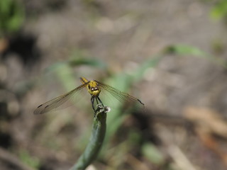 Dragonfly (might be 
