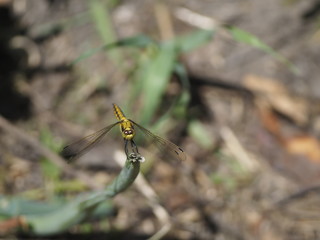 Dragonfly (might be 
