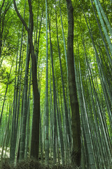 Fototapeta na wymiar Sagano bamboo park Kyoto