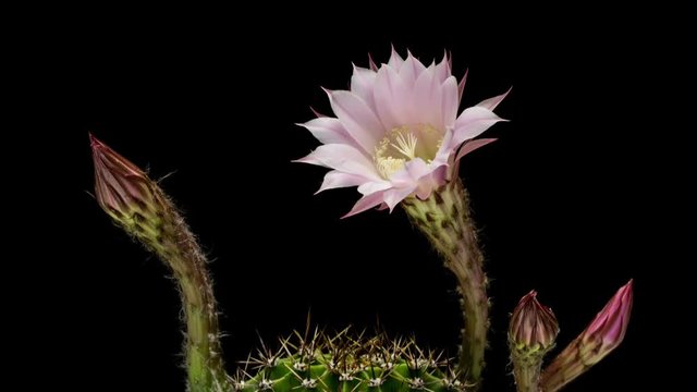 Timelapse of pink cactus flower blooming on black background, HD 1920х1080