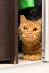 Red-haired adult cat hiding in the closet cautiously looking out