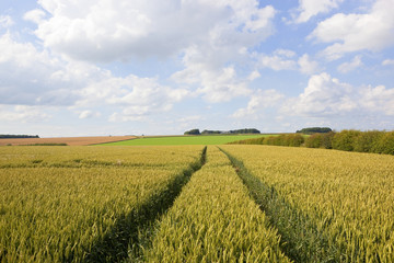 tyre tracks and wheat