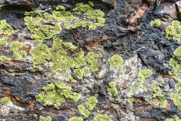 Close-up of green Map lichen (Rhizocarpon geographicum) on a rock.