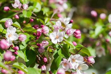 Spring flowering apple-tree with a pink inflorescence on a sunny day