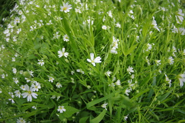 Kleine weiße Feldblumen auf der grünen Wiese